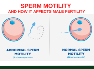 Heal erectile problems, weak erection & boost sperm Count